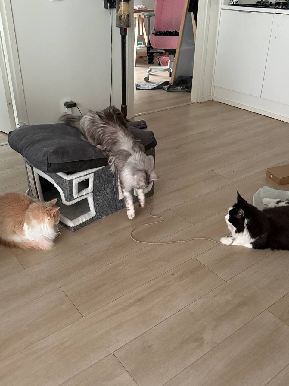 cats